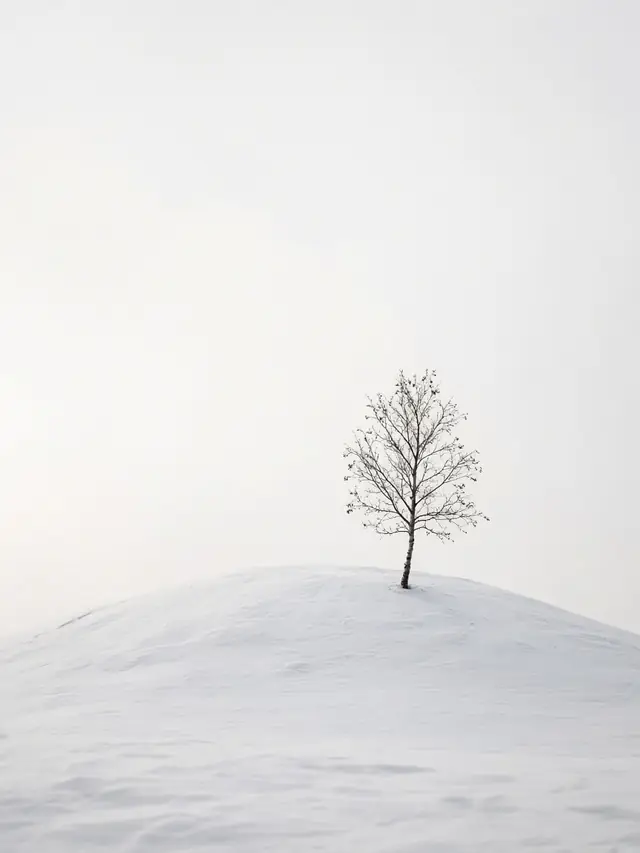 A single small birch tree on a snowy hill under a white sky