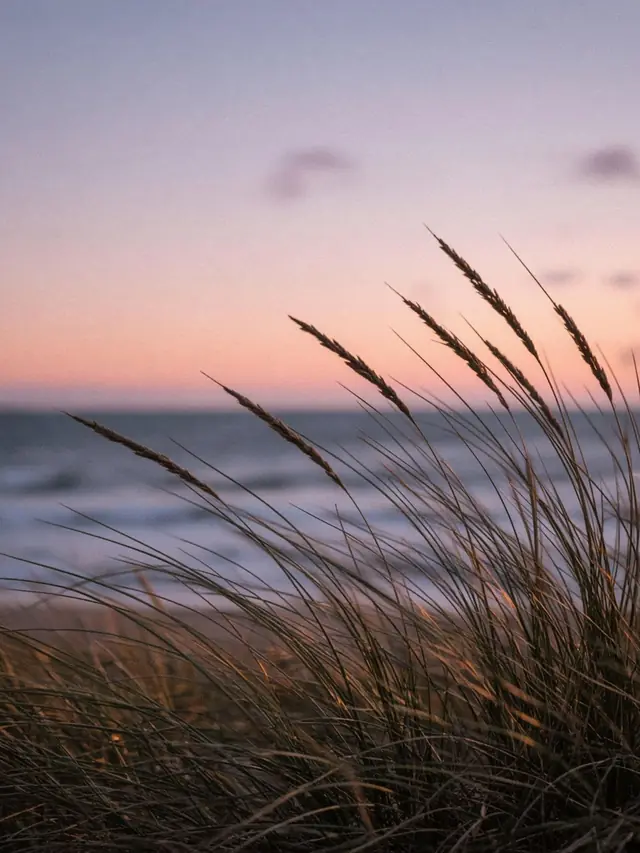 Dune grass bending in the wind against a pastel dusk sky over the sea