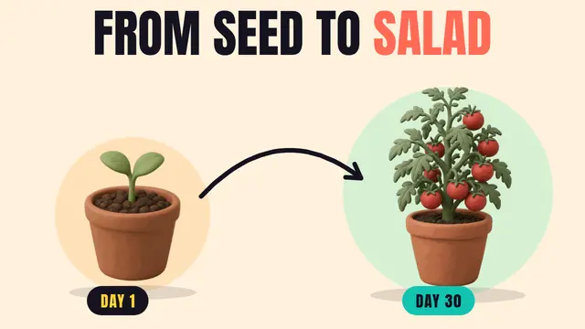 A clay sprout labelled day 1 and a tomato plant labelled day 30 joined by an arrow